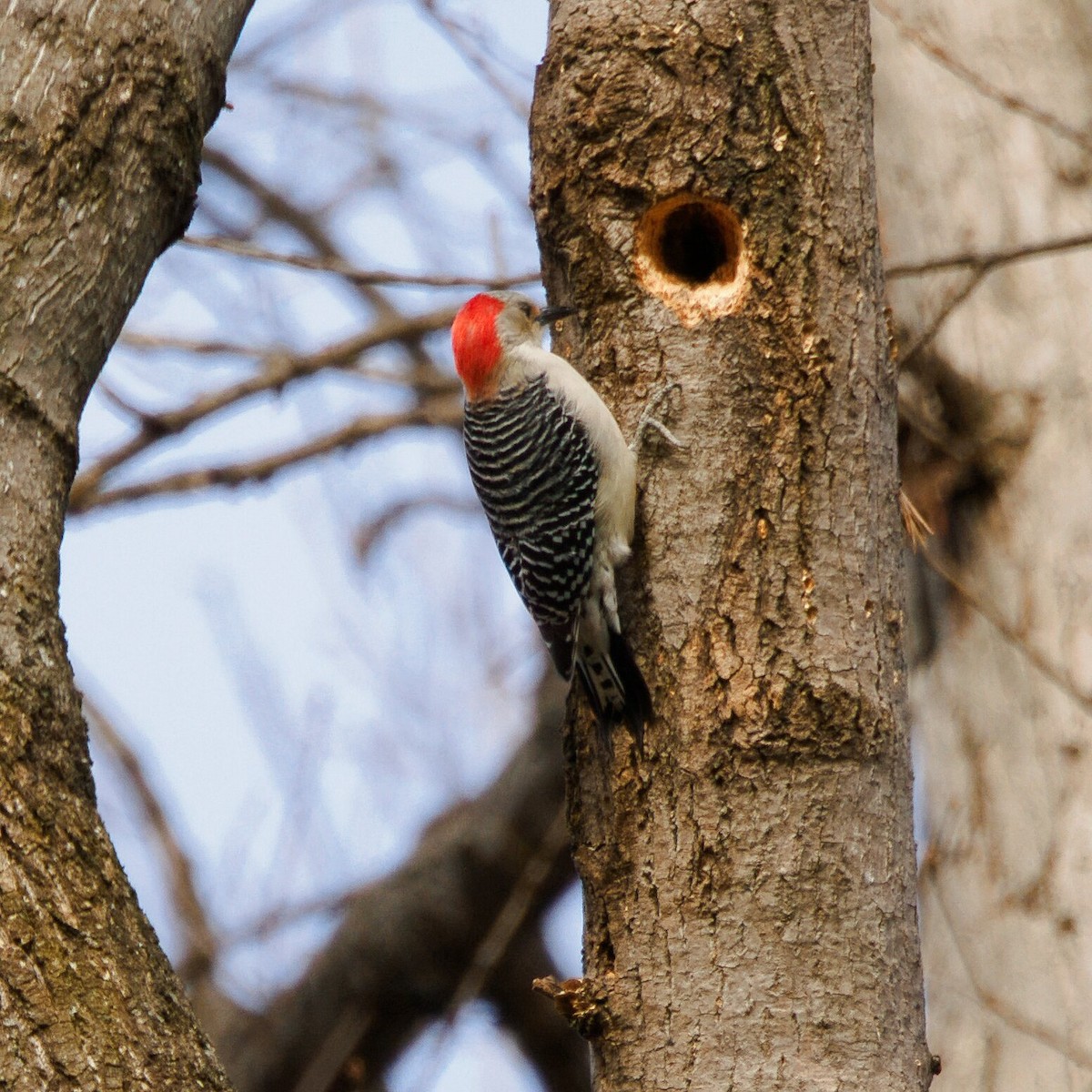 Red-bellied Woodpecker - ML647689912