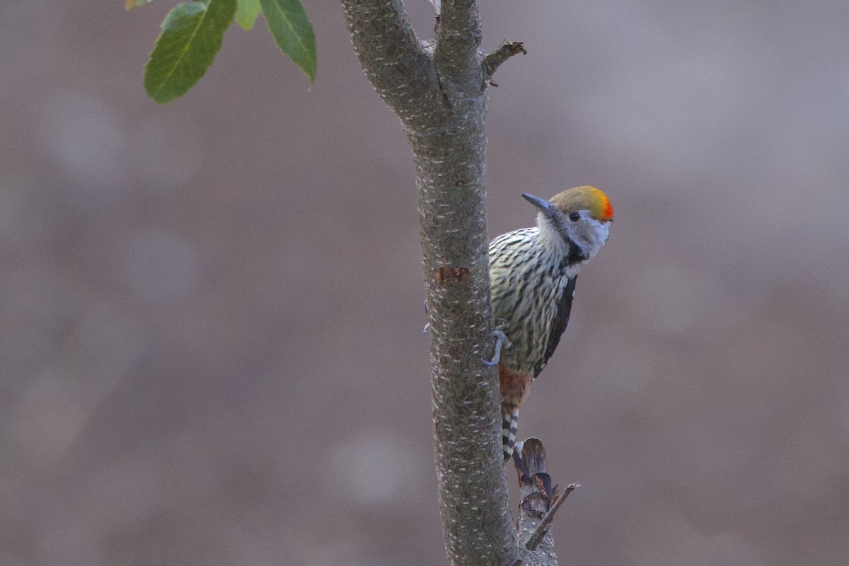 Brown-fronted Woodpecker - ML647689914