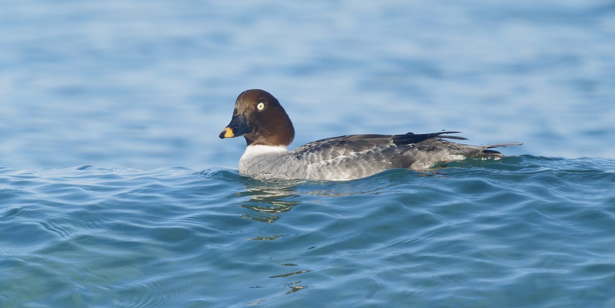 Common Goldeneye - ML647689915