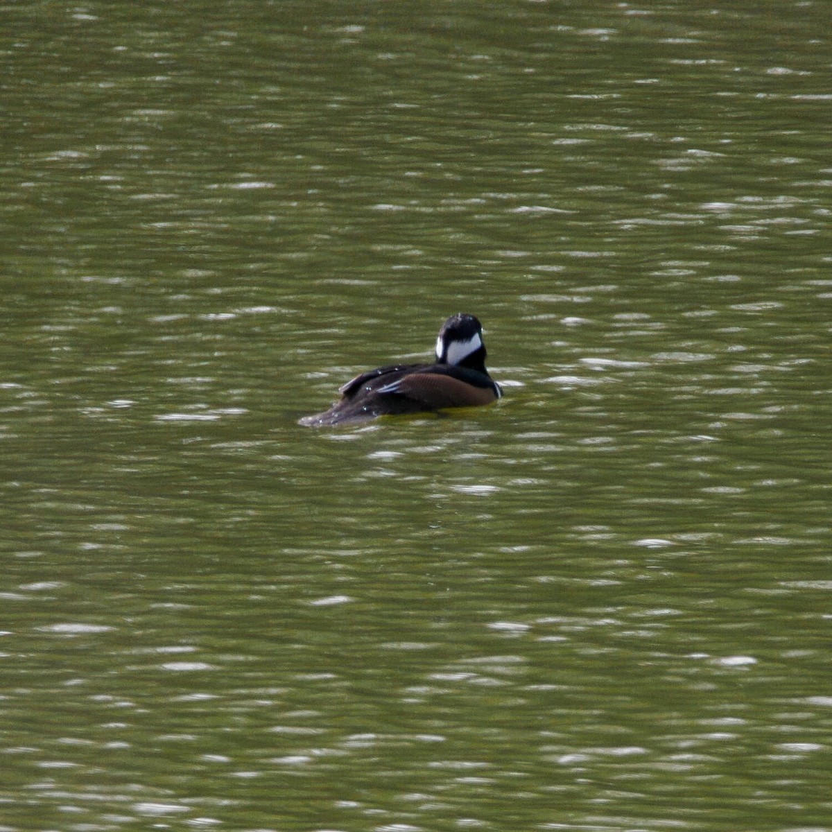 Hooded Merganser - ML647689916