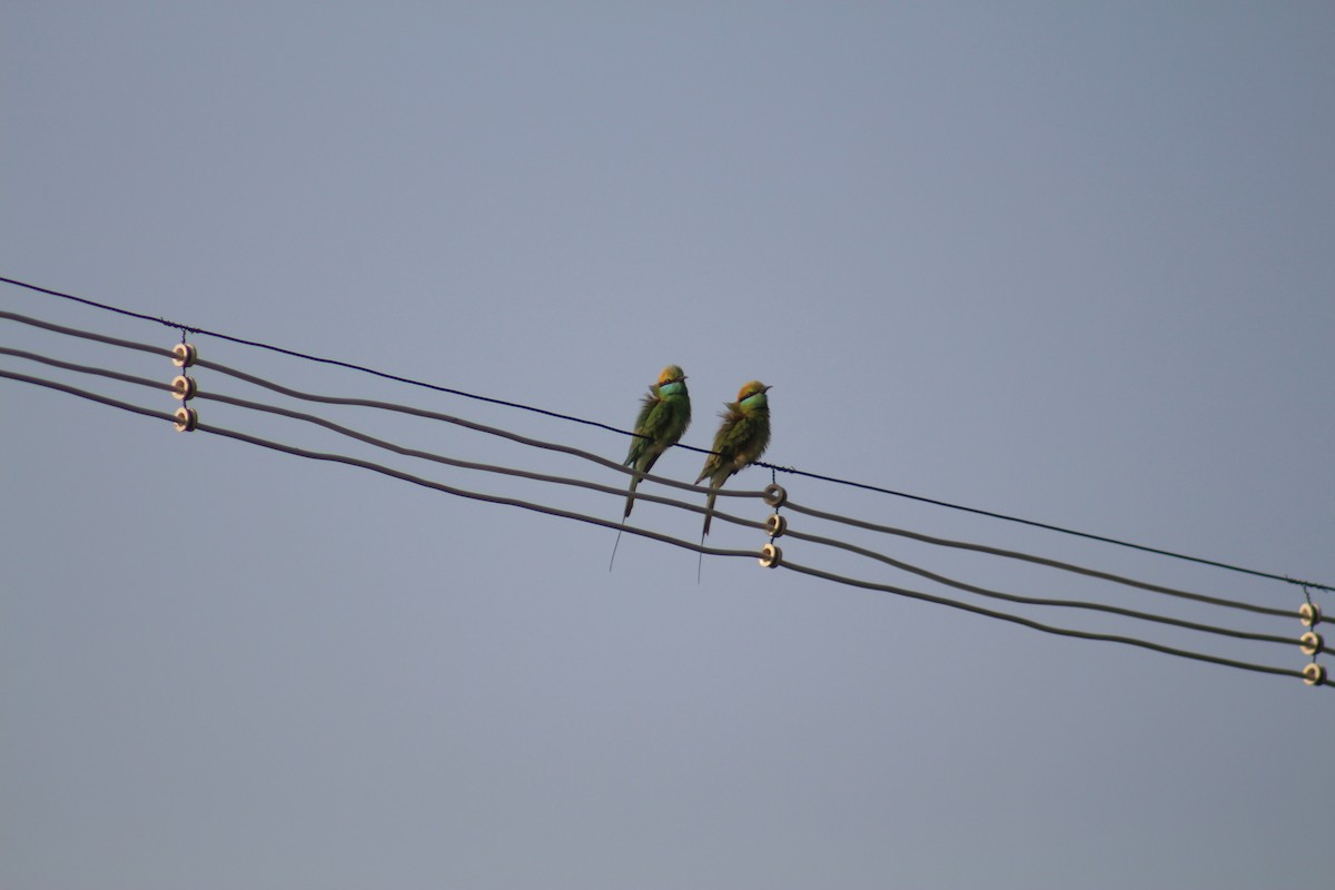 Asian Green Bee-eater - ML647689917