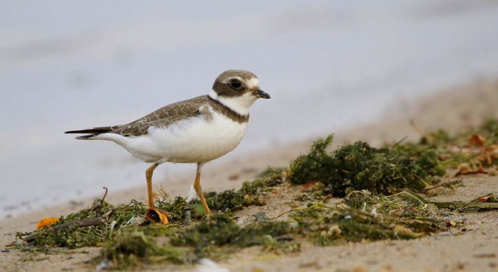 Semipalmated Plover - ML647689927