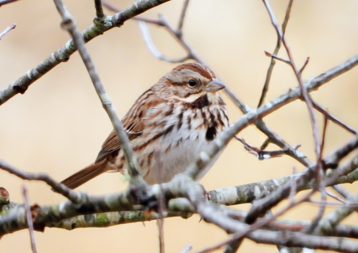 Song Sparrow - ML647689928