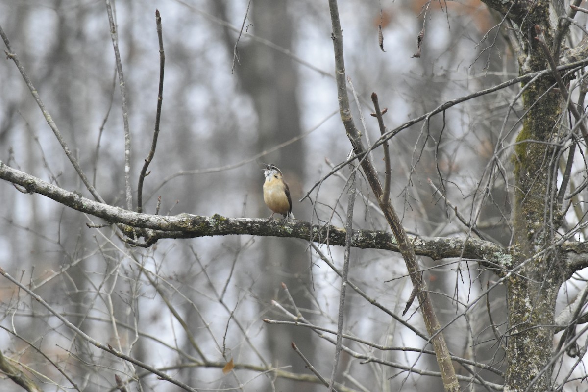 Carolina Wren - ML647689929