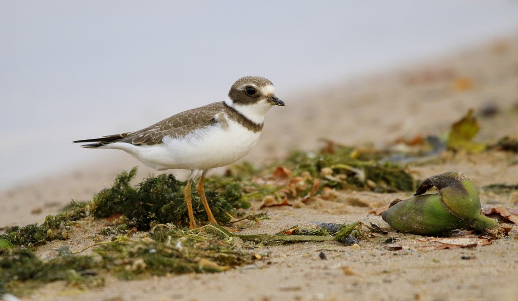 Semipalmated Plover - ML647689933