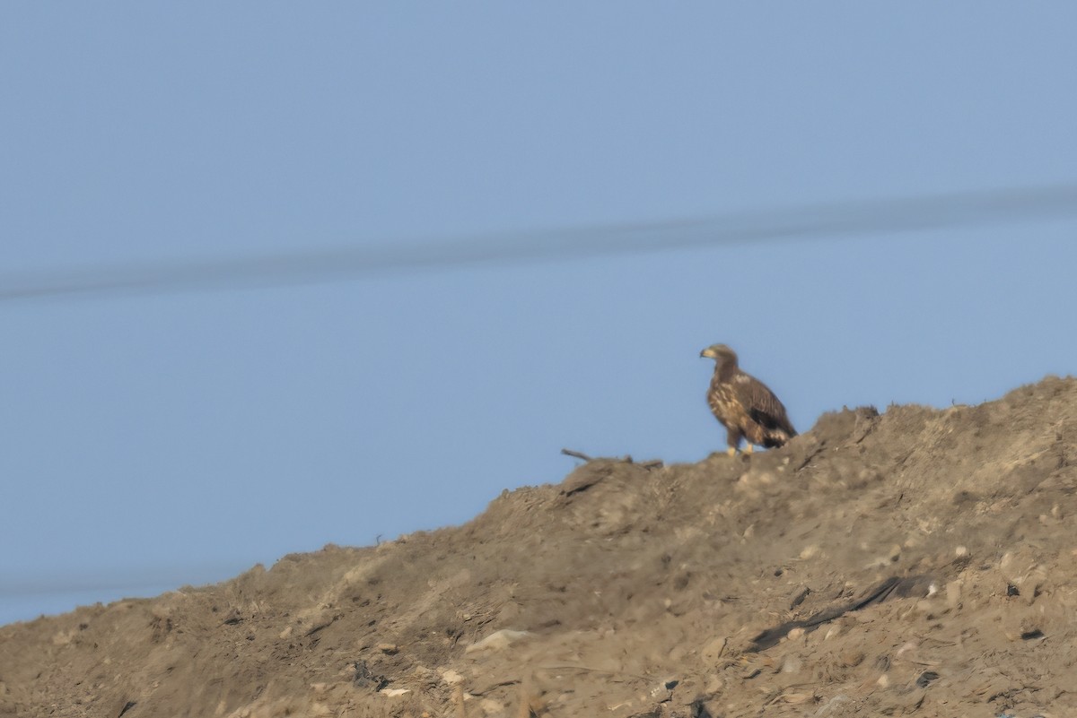 Bald Eagle - ML647689936