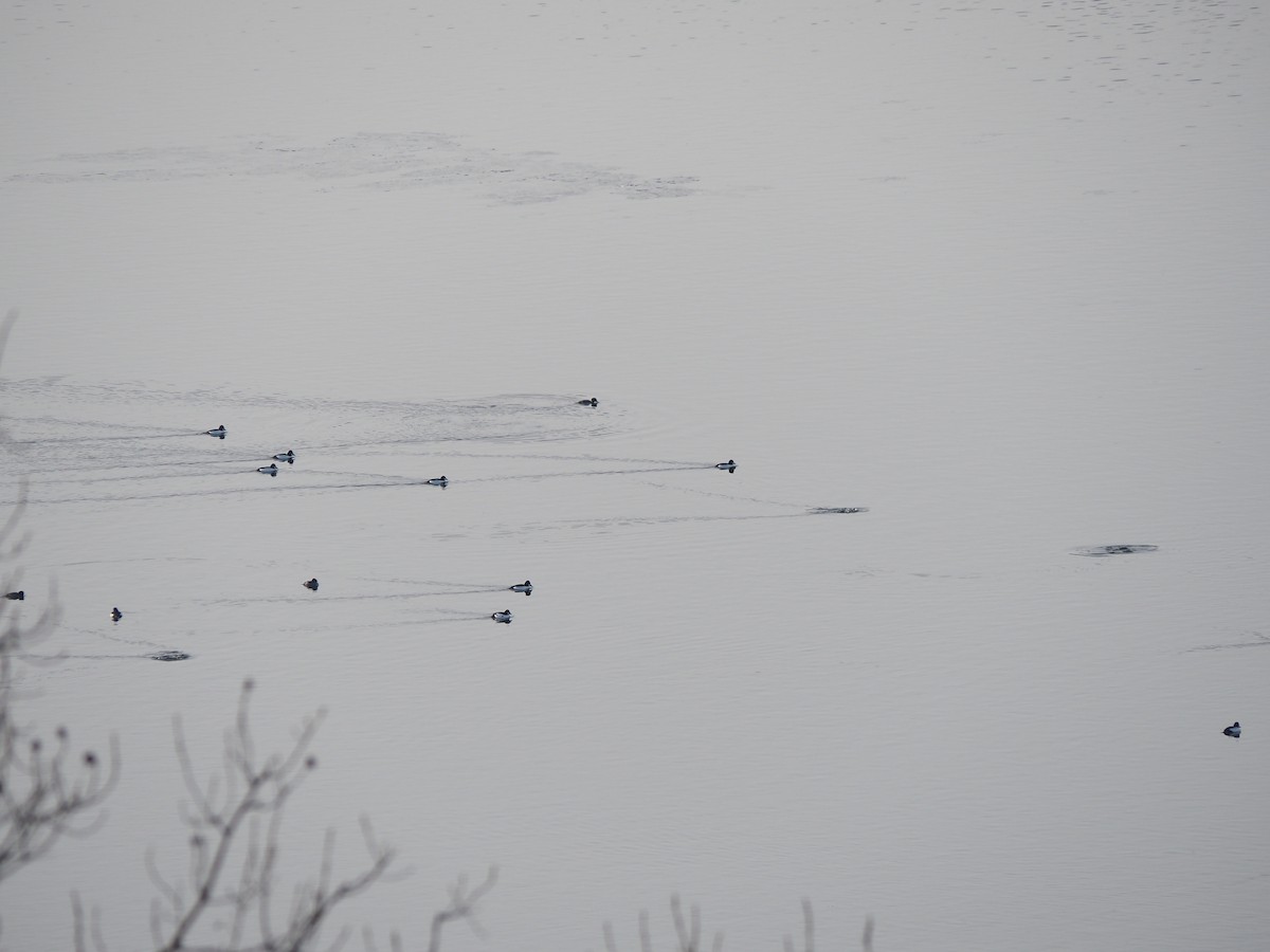 Common Goldeneye - ML647689937