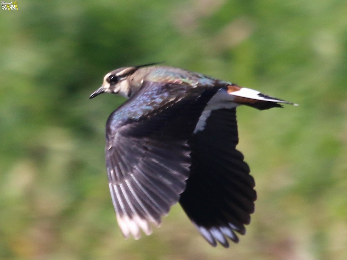 White-tailed Lapwing - ML647689939