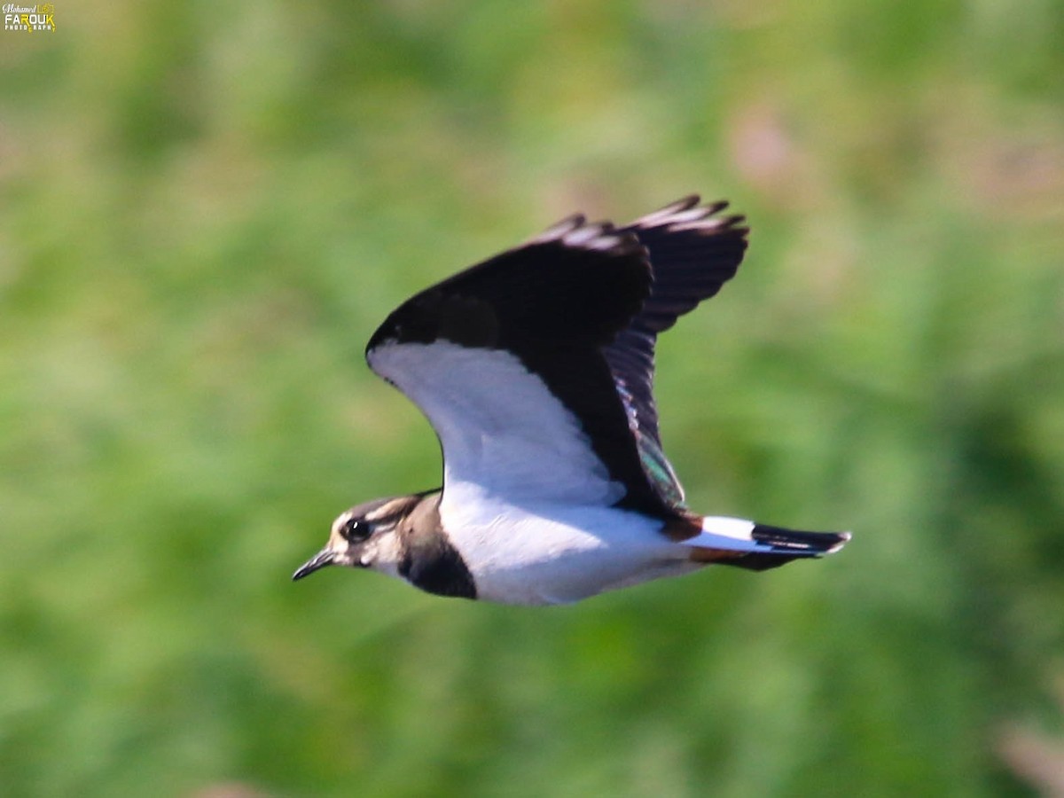 White-tailed Lapwing - ML647689940