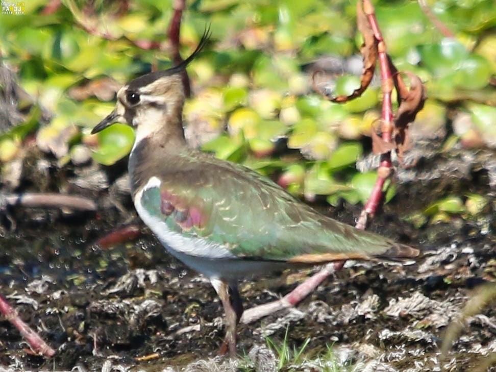 White-tailed Lapwing - ML647689941