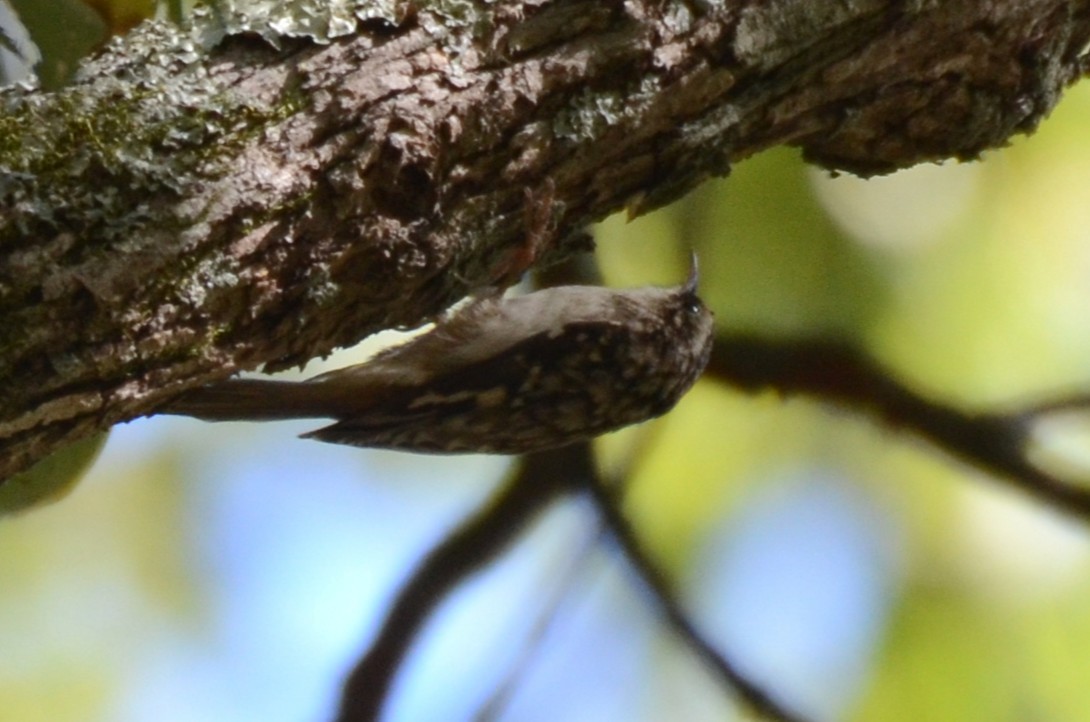 Brown Creeper - ML647689942