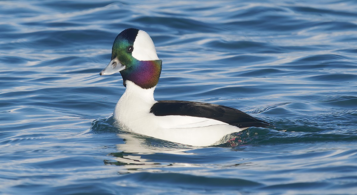 Bufflehead - ML647689943