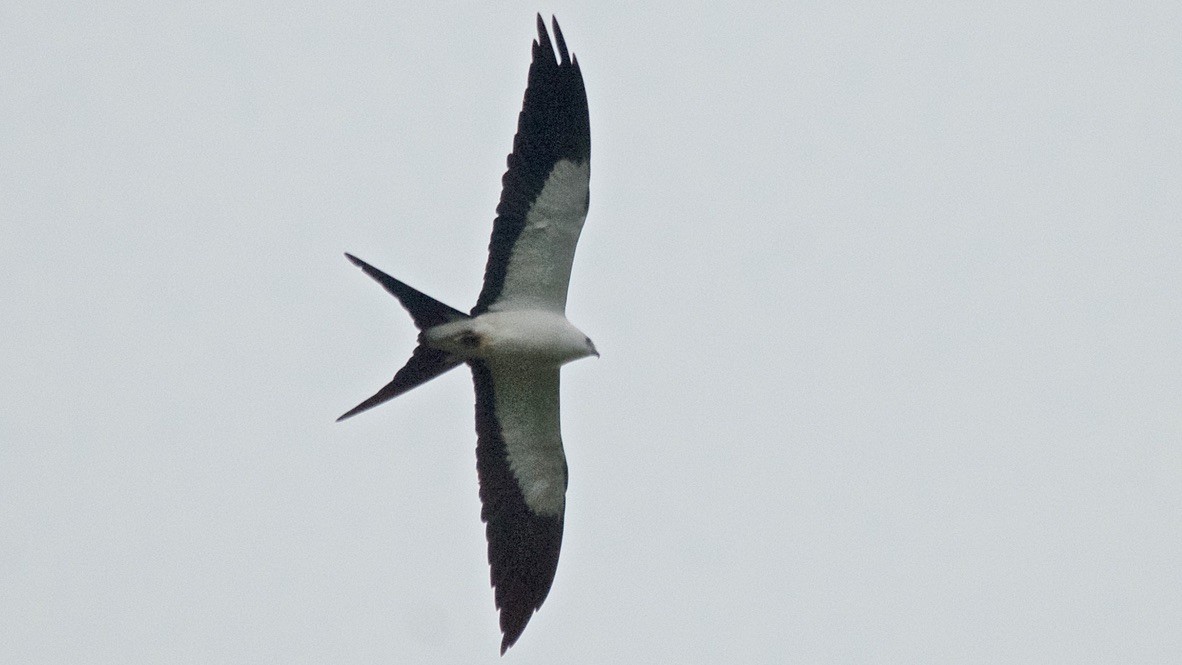 Swallow-tailed Kite - ML647689945