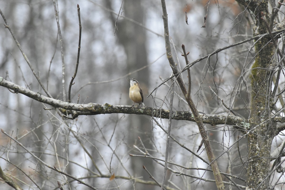 Carolina Wren - ML647689946