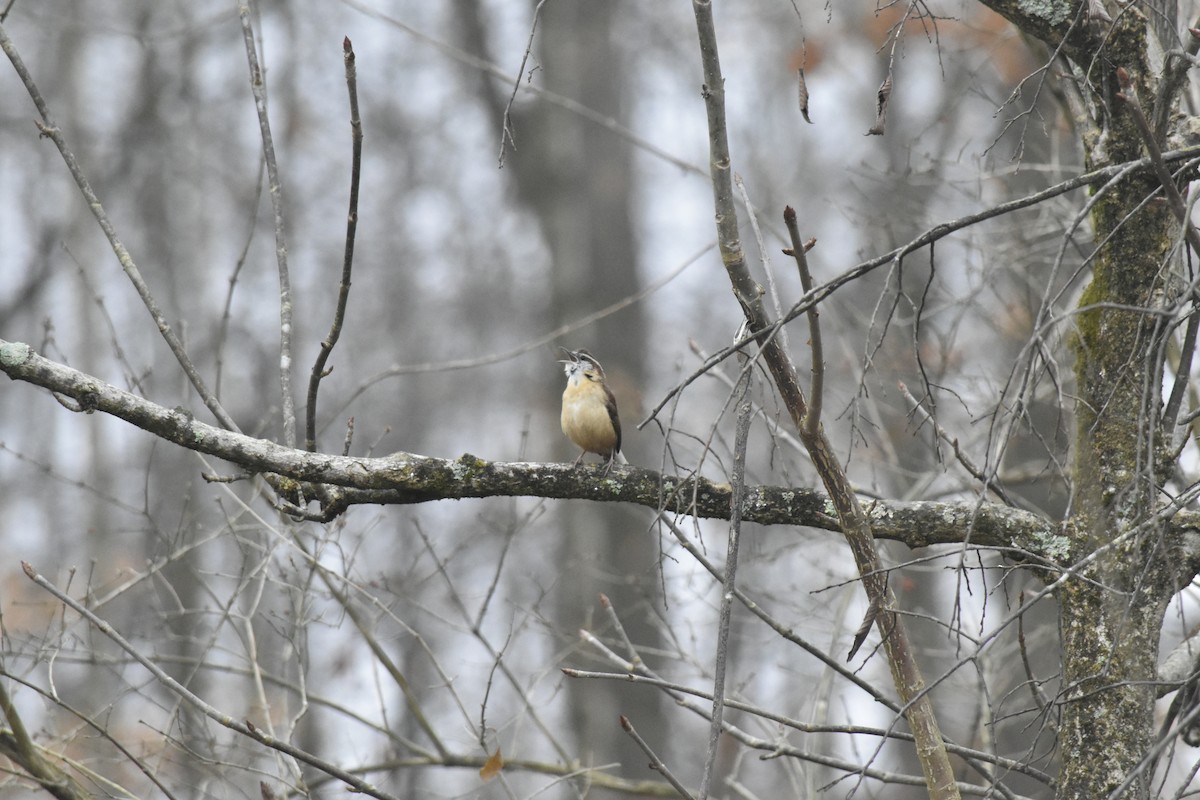 Carolina Wren - ML647689947