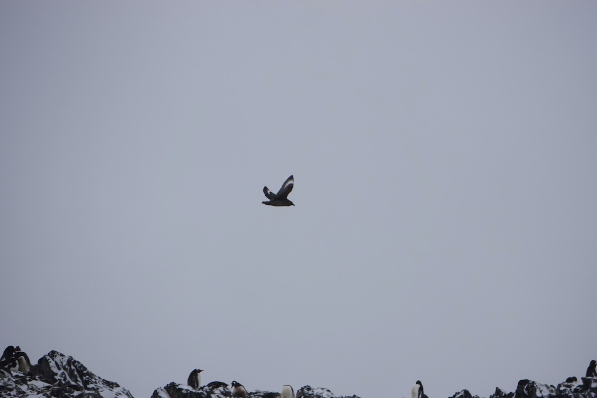 Brown Skua - ML647689948