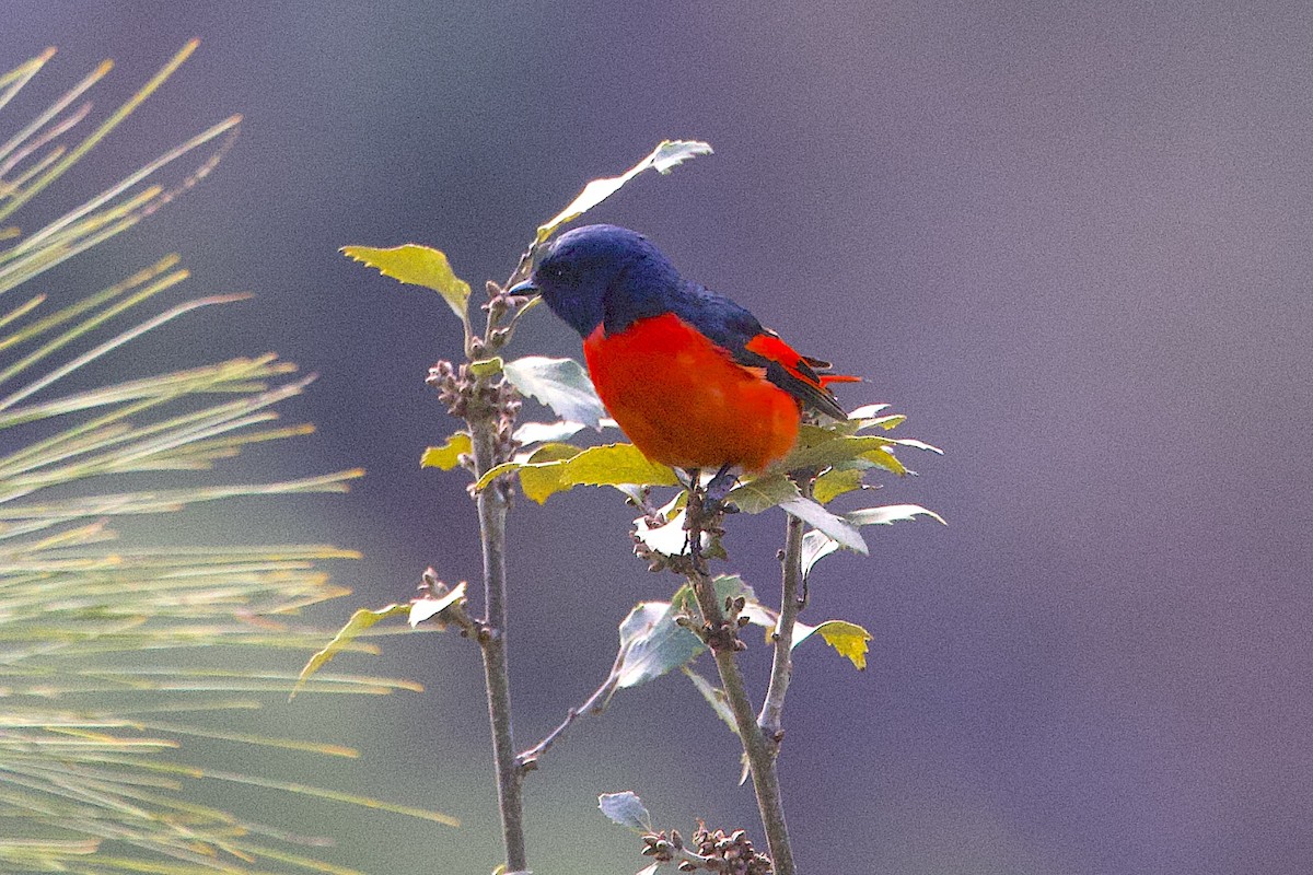 Long-tailed Minivet - ML647689949