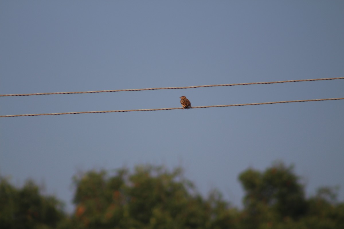 Jerdon's Bushlark - ML647689951
