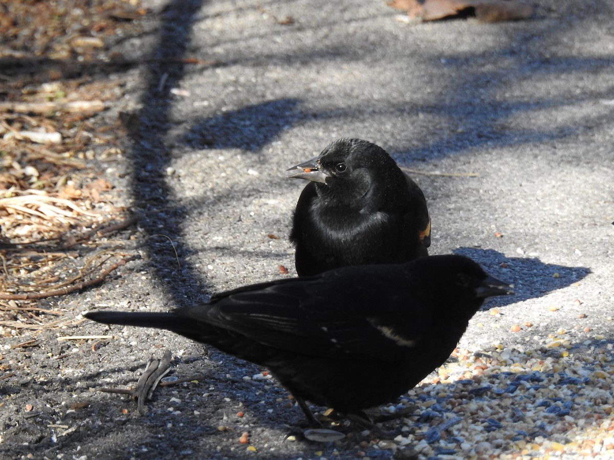 Red-winged Blackbird - ML647689959