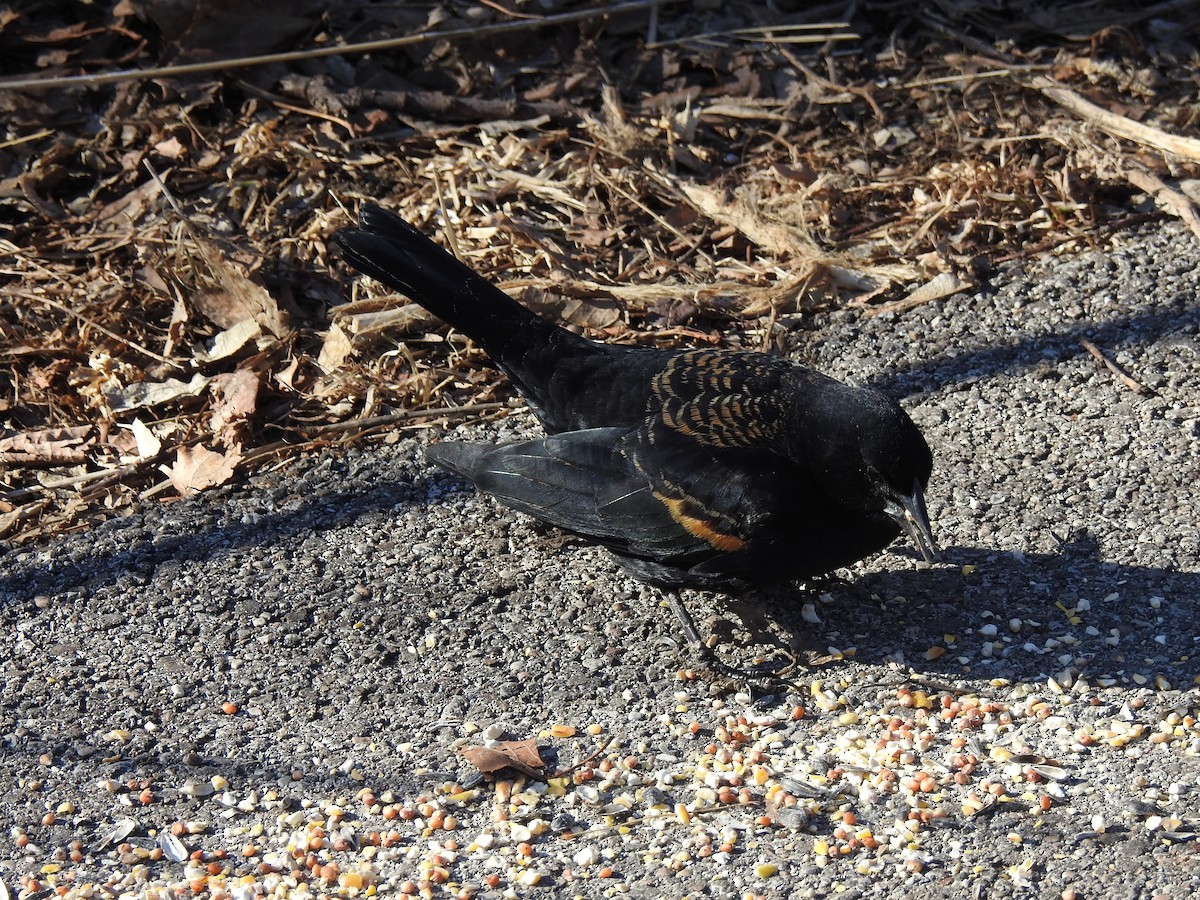 Red-winged Blackbird - ML647689960