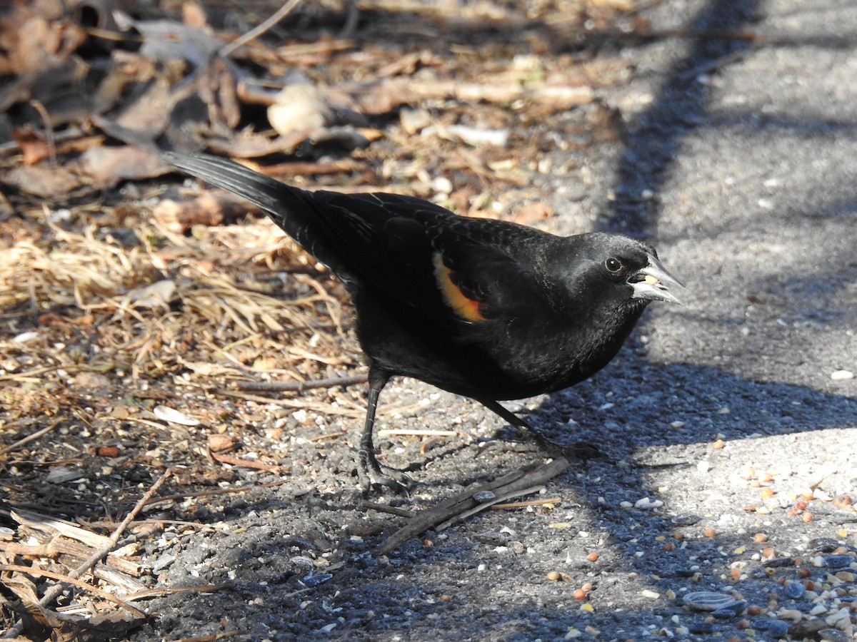 Red-winged Blackbird - ML647689961