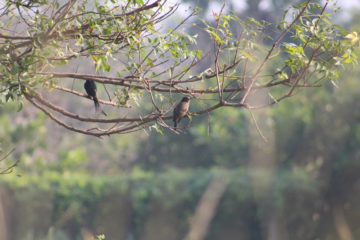 Gray-bellied Cuckoo - ML647689967