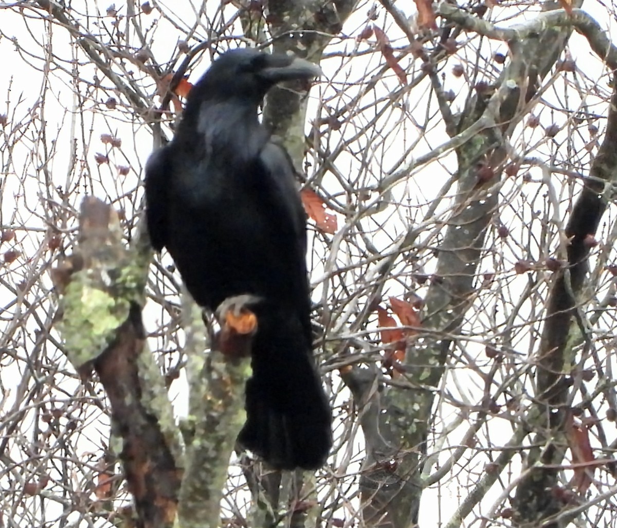 Common Raven - ML647689968