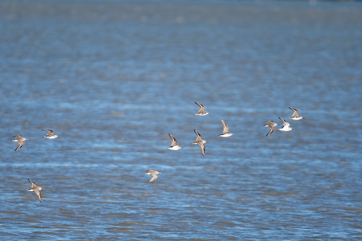 Dunlin - ML647690026