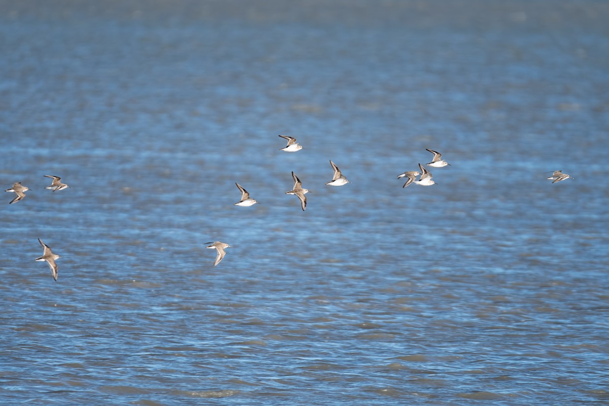 Dunlin - ML647690027