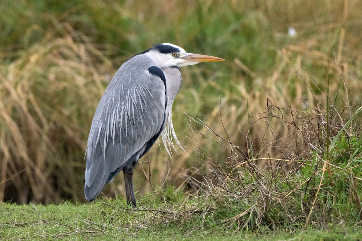 Gray Heron - ML647690028
