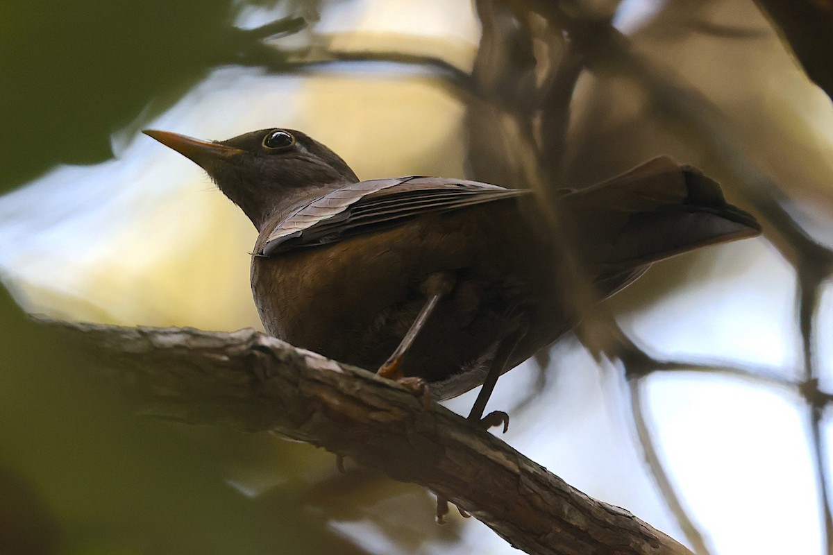 Gray-winged Blackbird - ML647690036