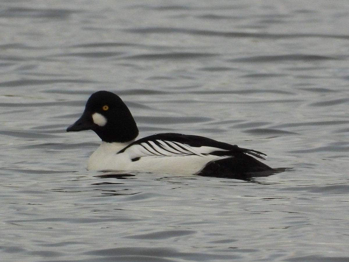 Common Goldeneye - ML647690038