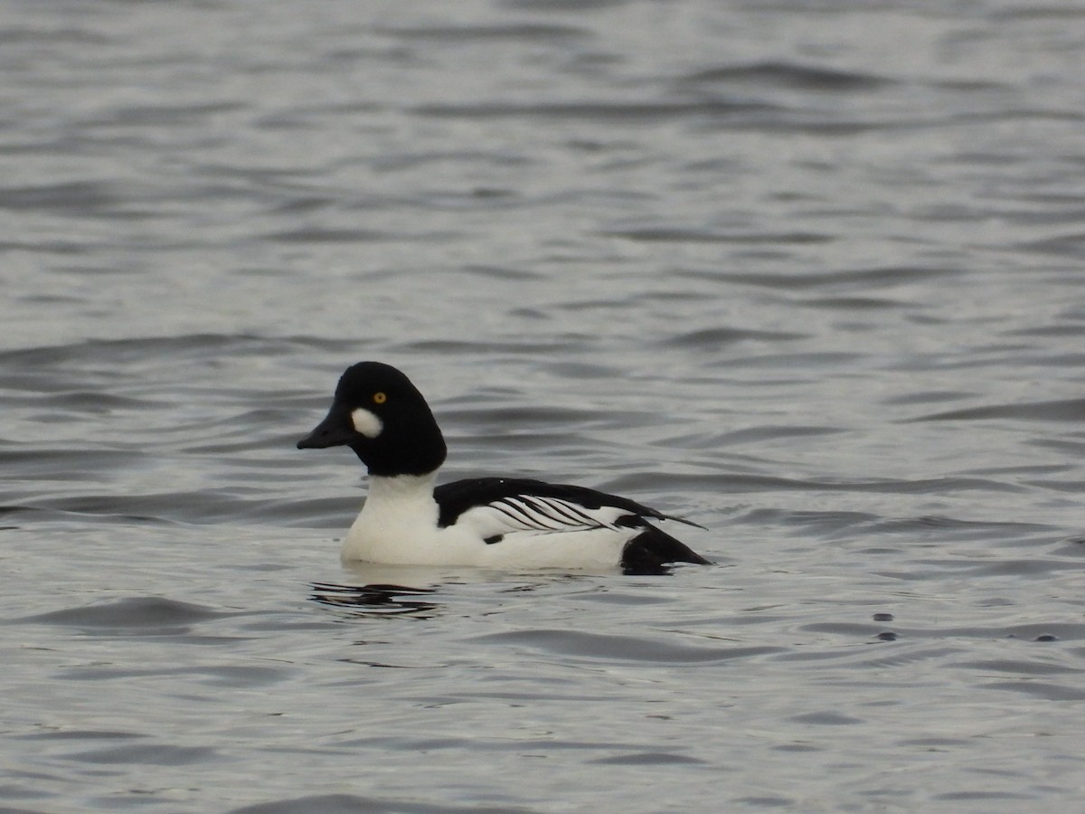 Common Goldeneye - ML647690039