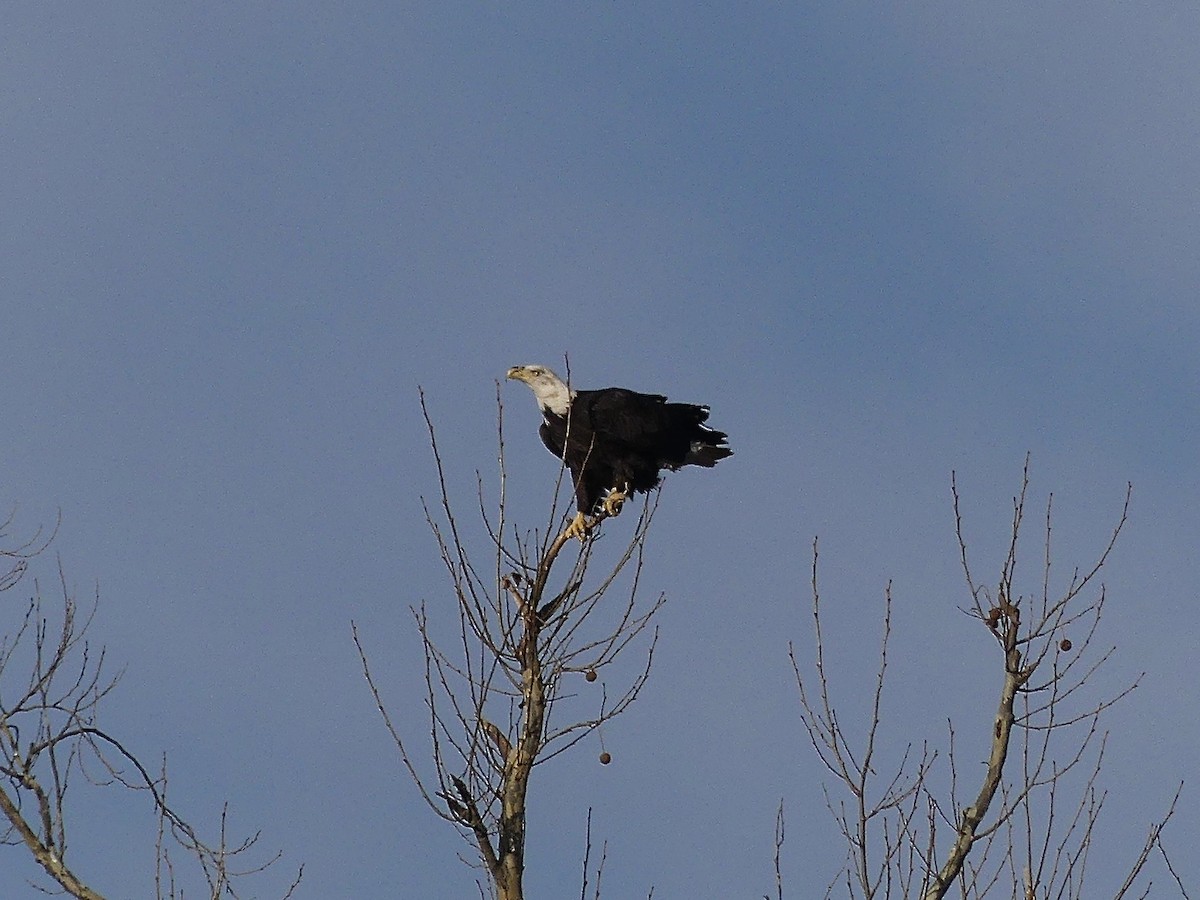 Bald Eagle - ML647690044