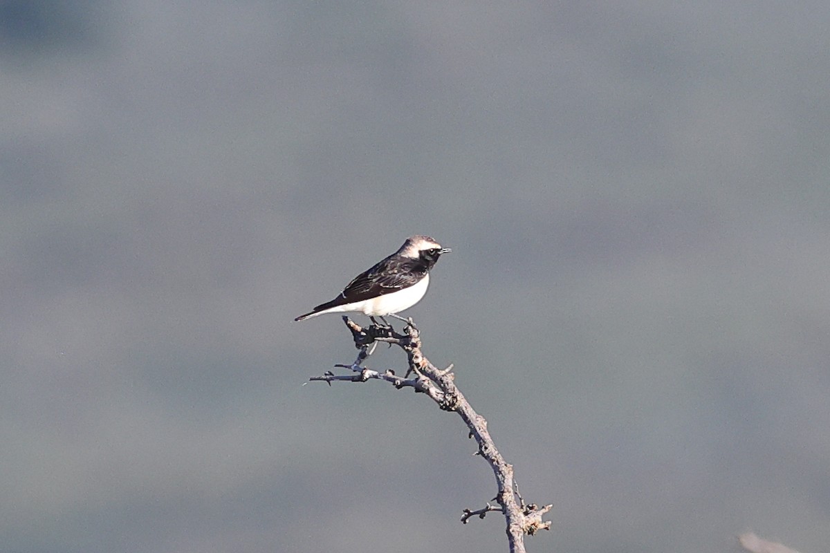 Pied Wheatear - ML647690047