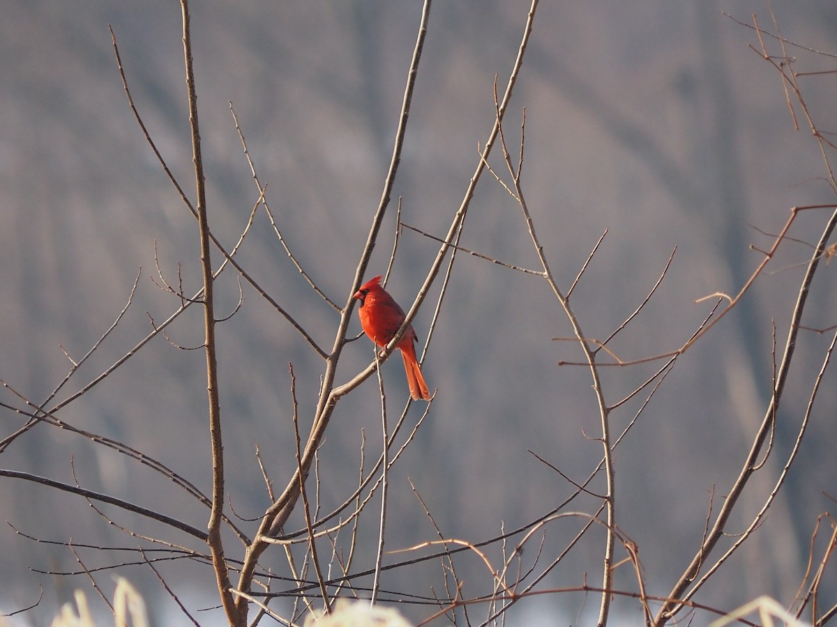 Northern Cardinal - ML647690049