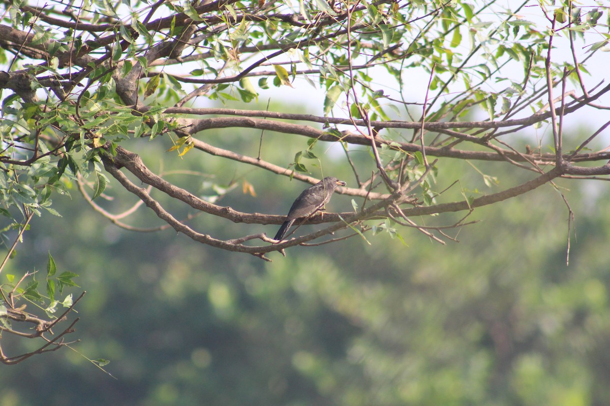 Common Hawk-Cuckoo - ML647690051