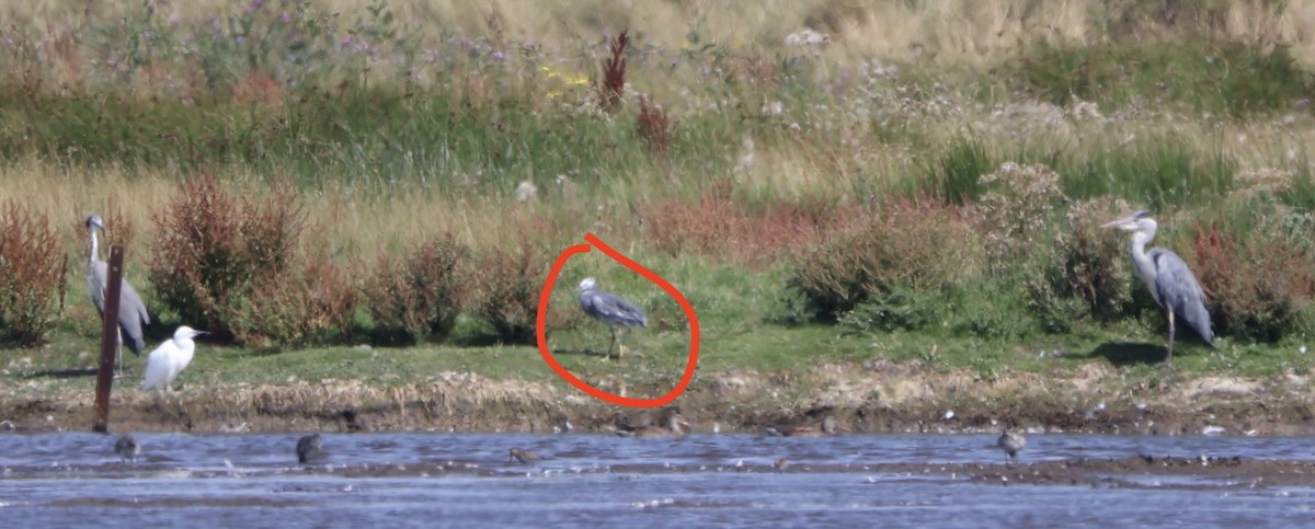 Little Egret - ML647690052