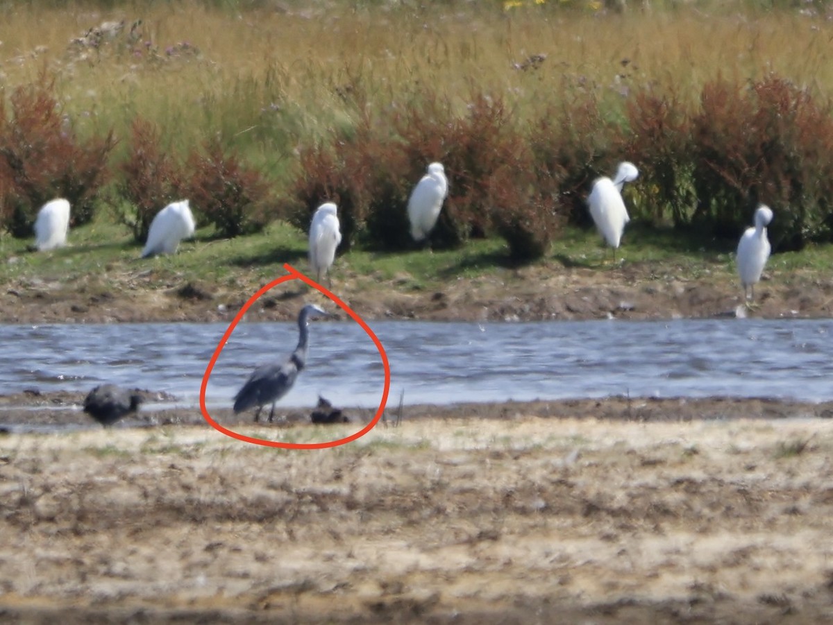Little Egret - ML647690053