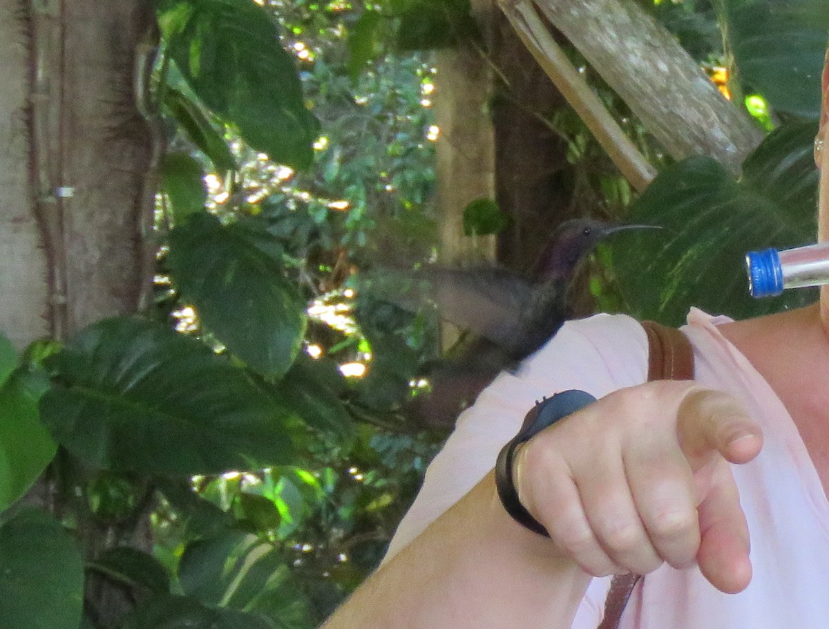 Jamaican Mango - ML647690054