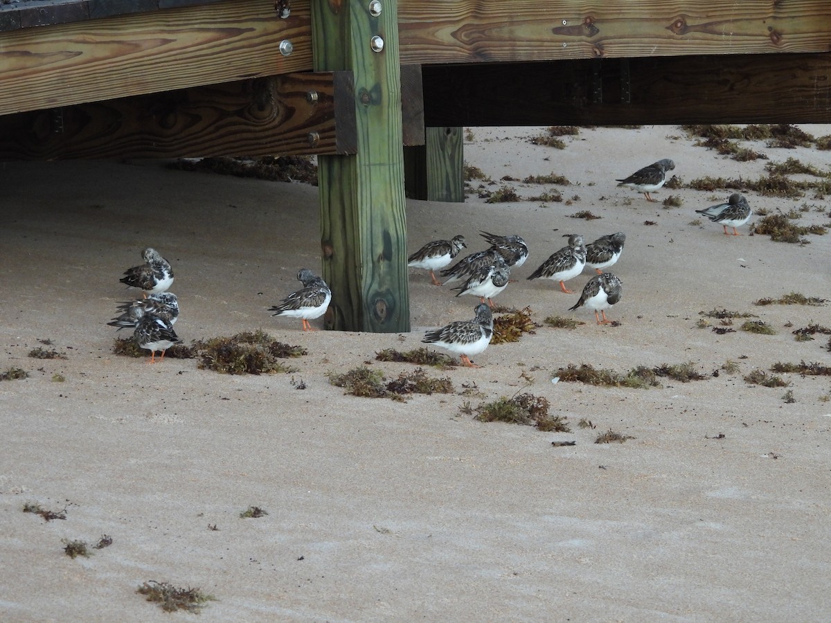 Ruddy Turnstone - ML647690055