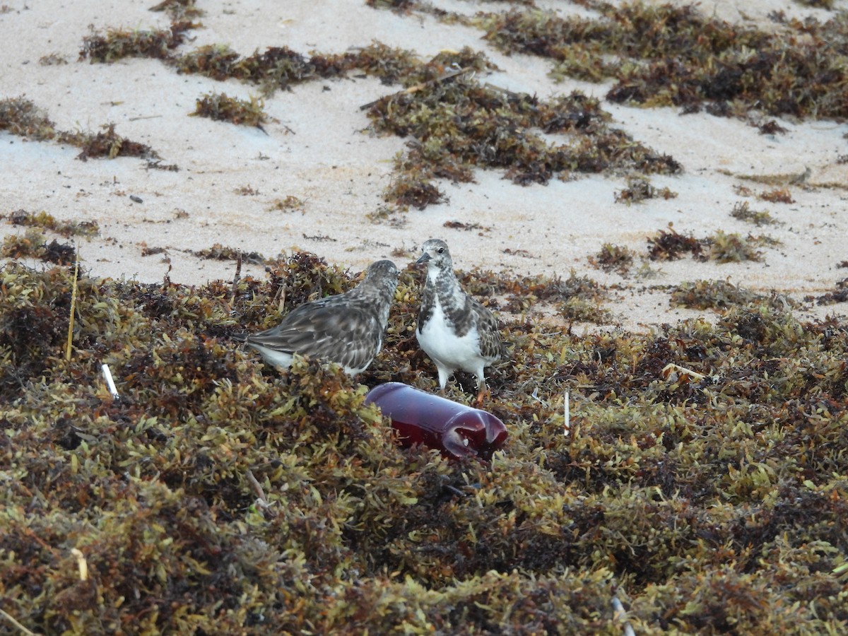 Ruddy Turnstone - ML647690056