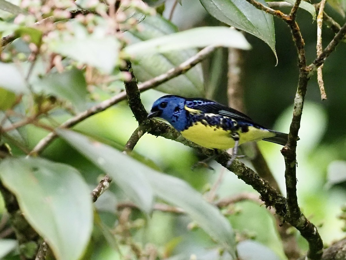 Turquoise Tanager - ML647690057