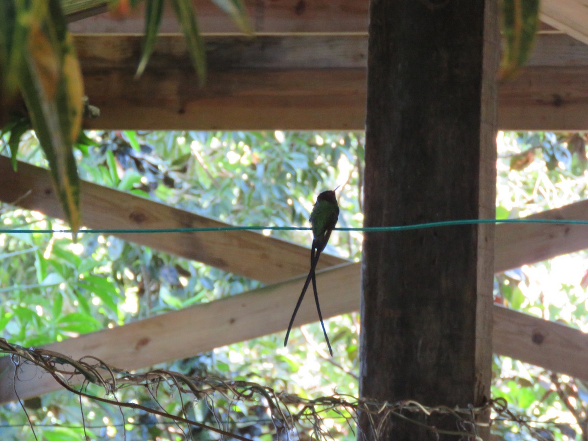 Red-billed Streamertail - ML647690067