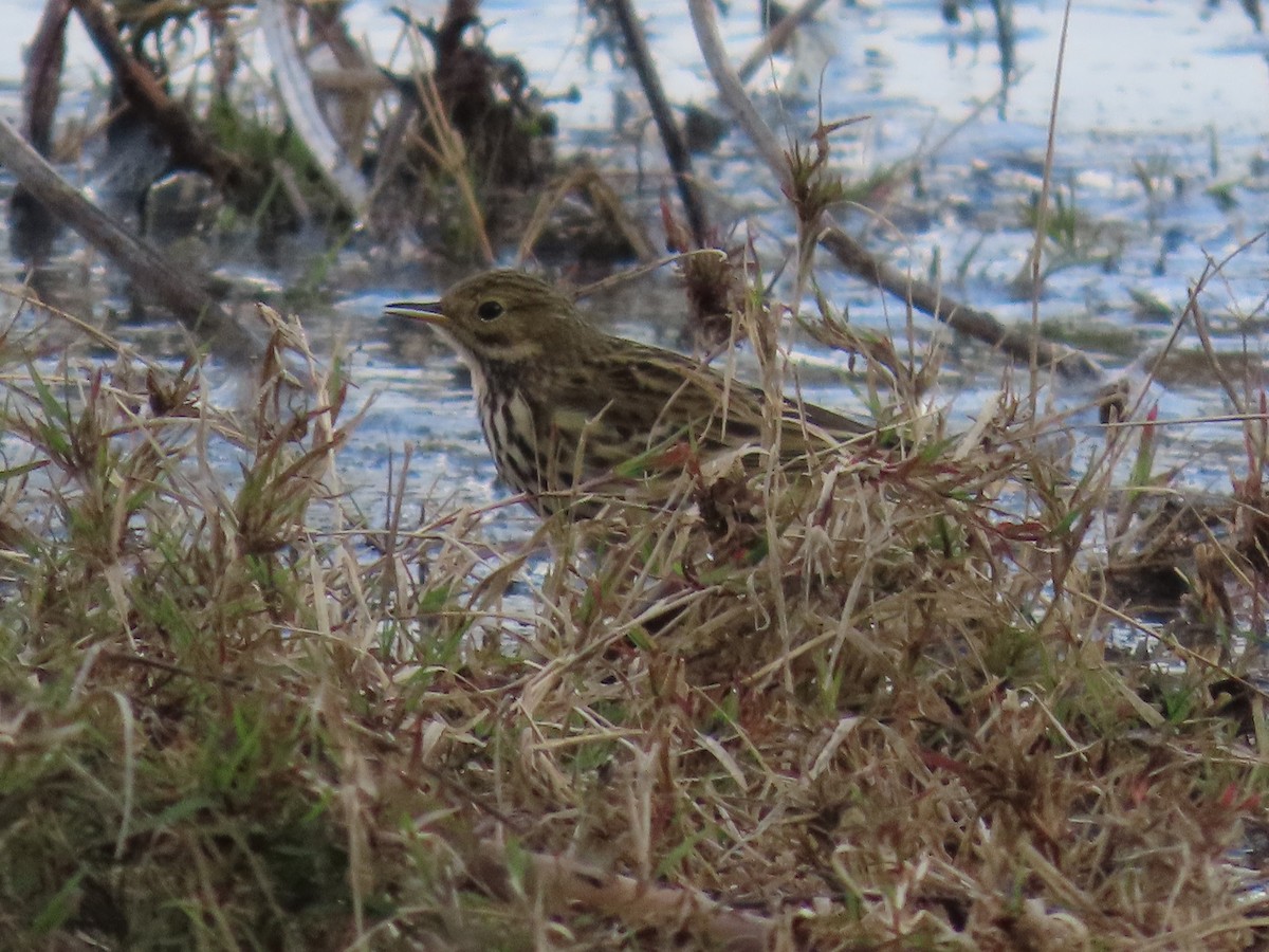 Meadow Pipit - ML647690068