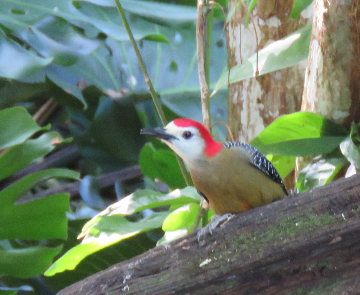 Jamaican Woodpecker - ML647690069