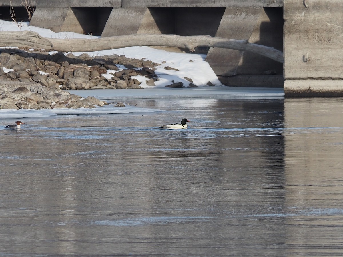 Common Merganser - ML647690070