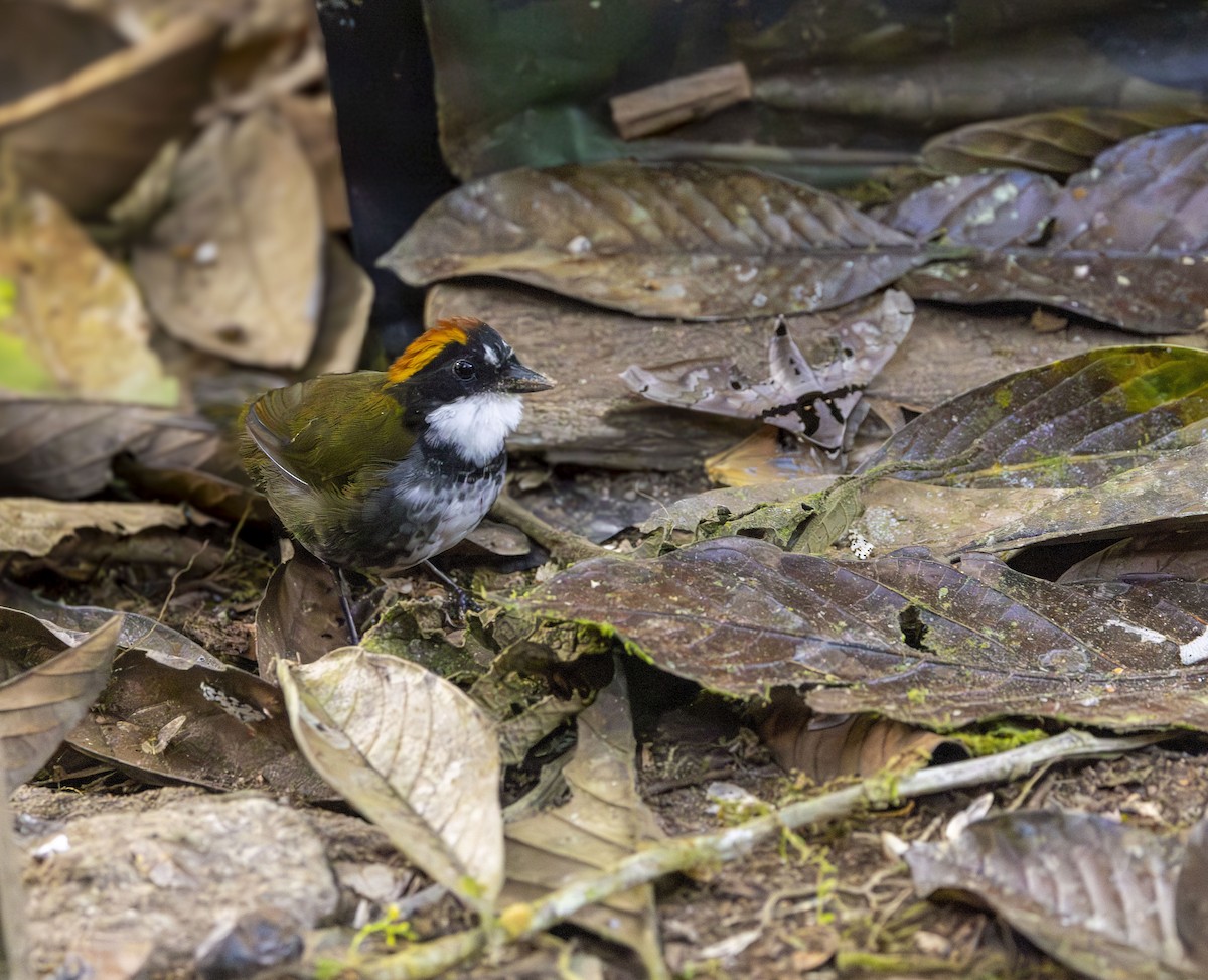 Chestnut-capped Brushfinch - ML647690072