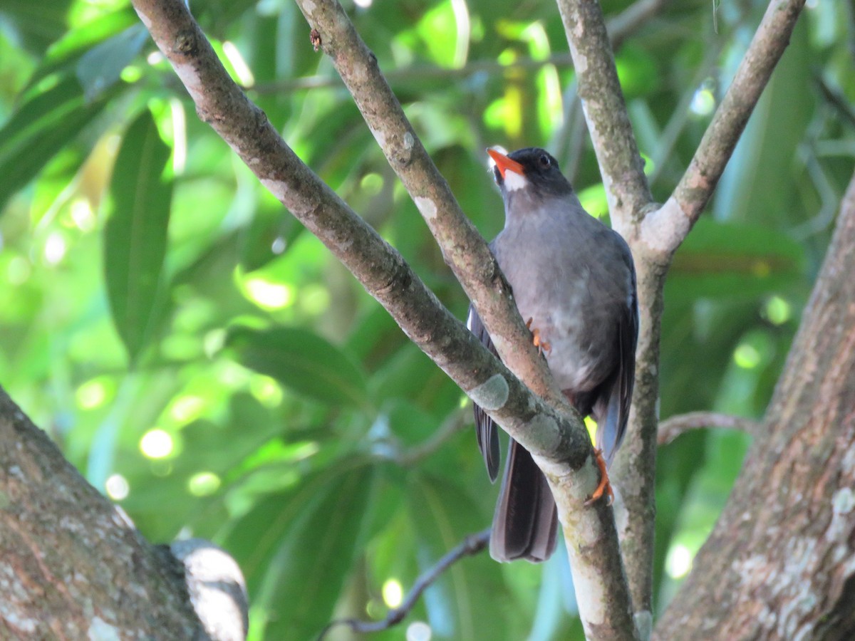 White-chinned Thrush - ML647690073