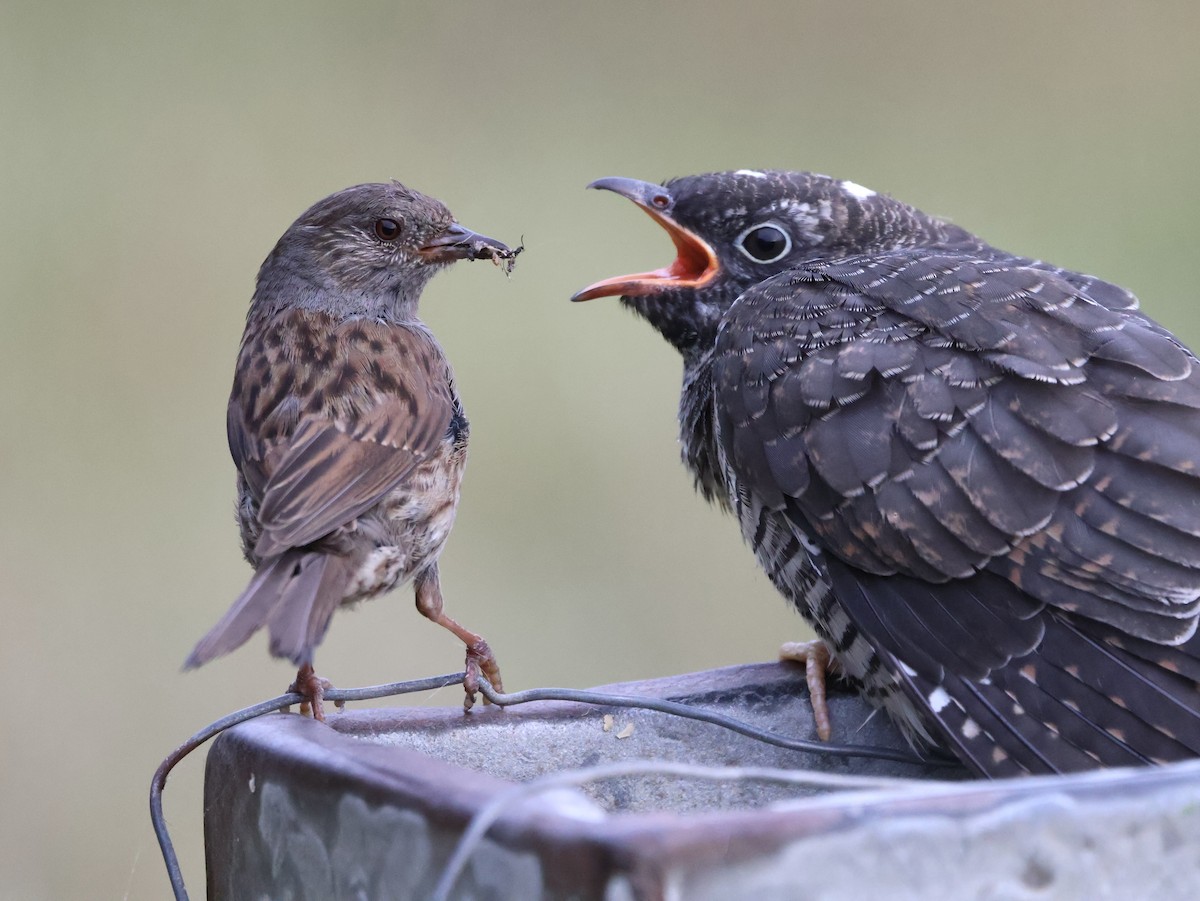 Common Cuckoo - ML647690075